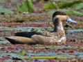 Blue-billed Teal